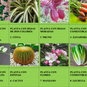 Bingo de plantas