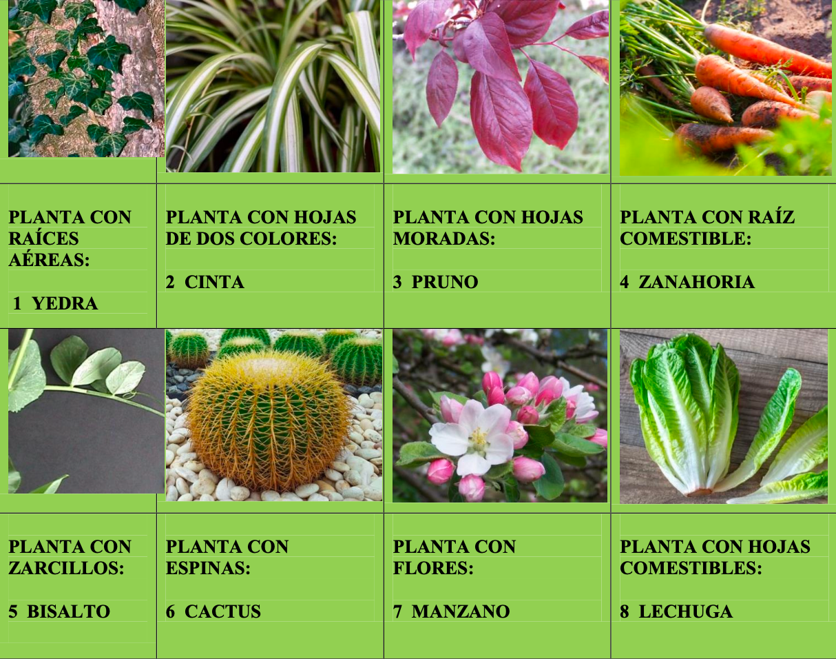 Bingo de plantas