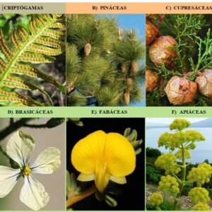 Baraja de familias botánicas