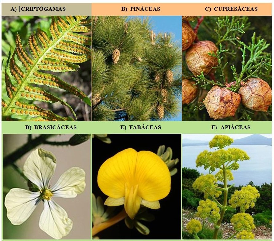 Baraja de familias botánicas