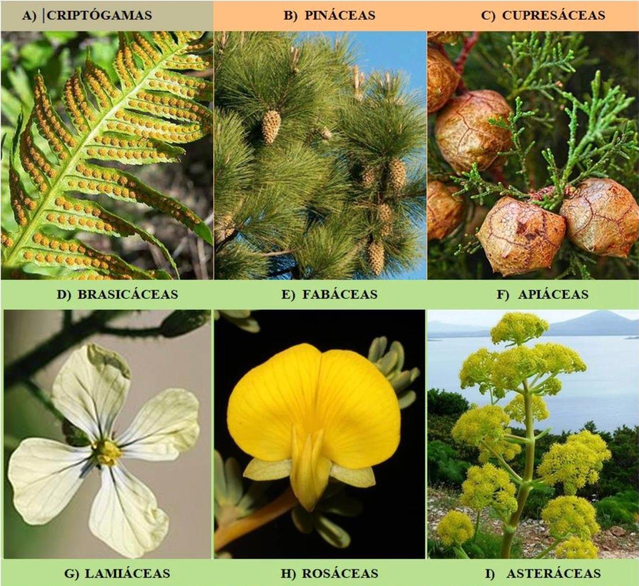 Baraja de familias botánicas