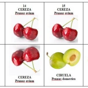 Dominó de frutas (3 juegos)