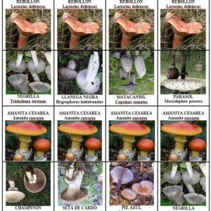 Dominó de setas comestibles