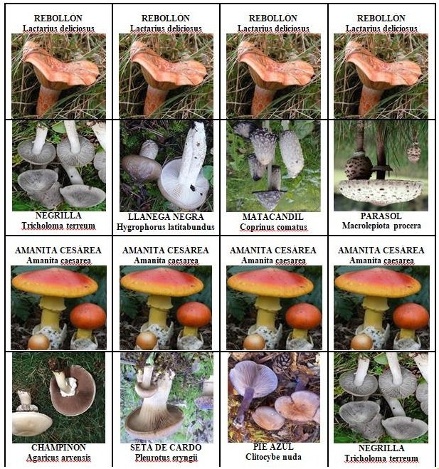 Dominó de setas comestibles