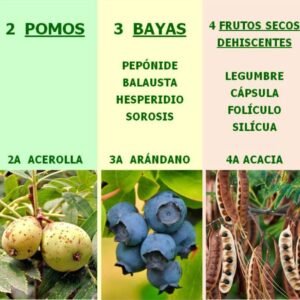 Baraja drupa pomo baya