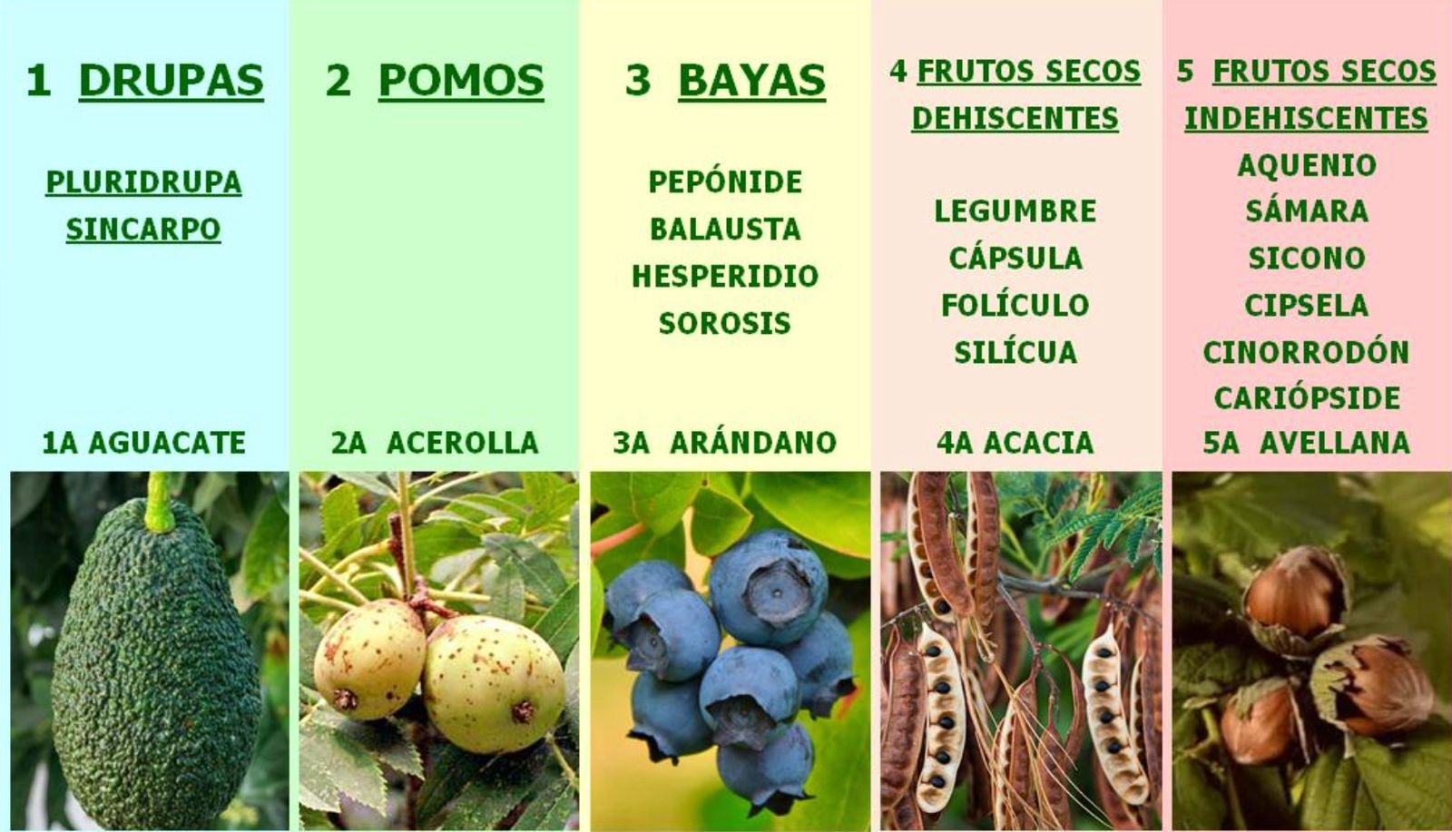 Baraja hoja-flor-fruto