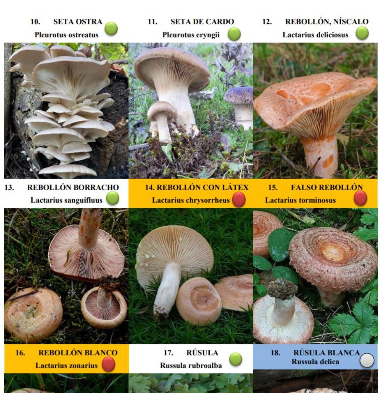 Dominó de setas comestibles